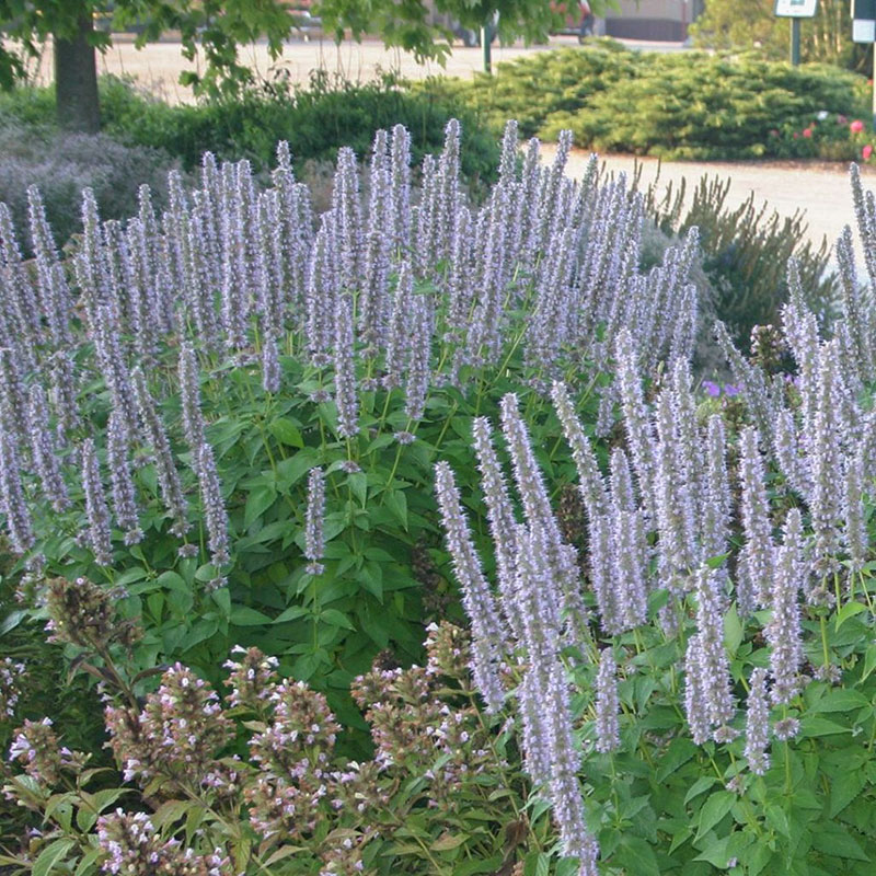 perennials - agastache - hyysop - hummingbird mint 