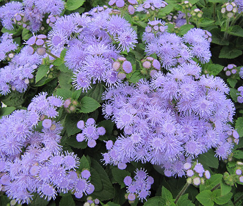 garden annuals - ageratum - floss flower