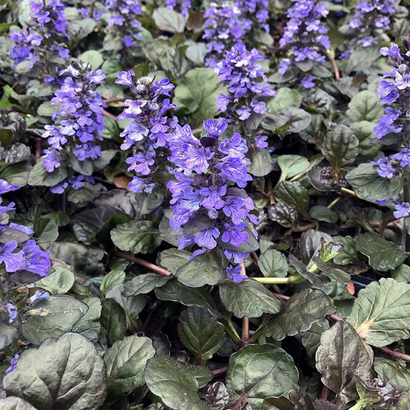 Ajuga - Bugleweed