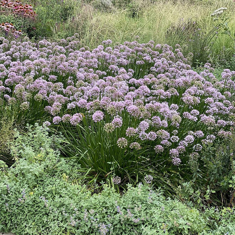 Allium - Ornamental Onion