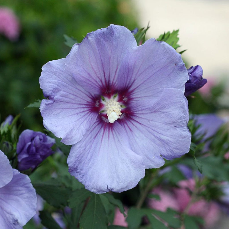 althea - Rose of Sharon - Hibiscus syriacus - shrubs and roses
