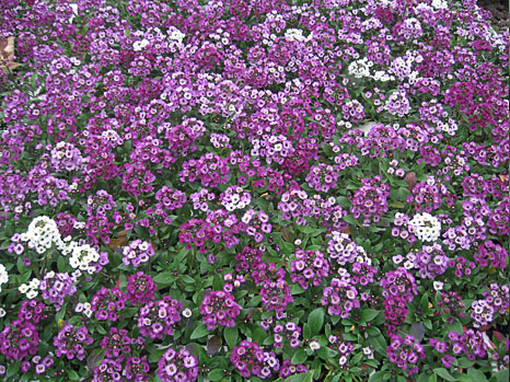 alyssum - sweet alyssum