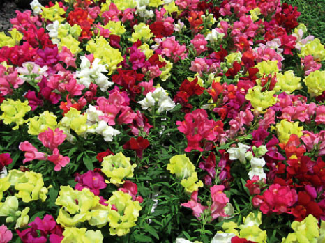 Antirrhinum - Snapdragon