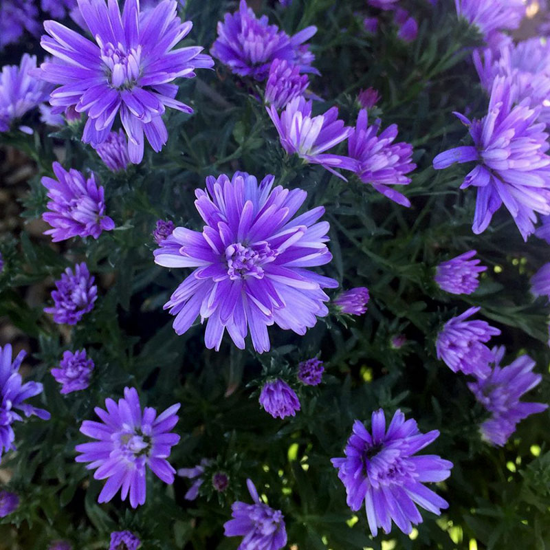 aster