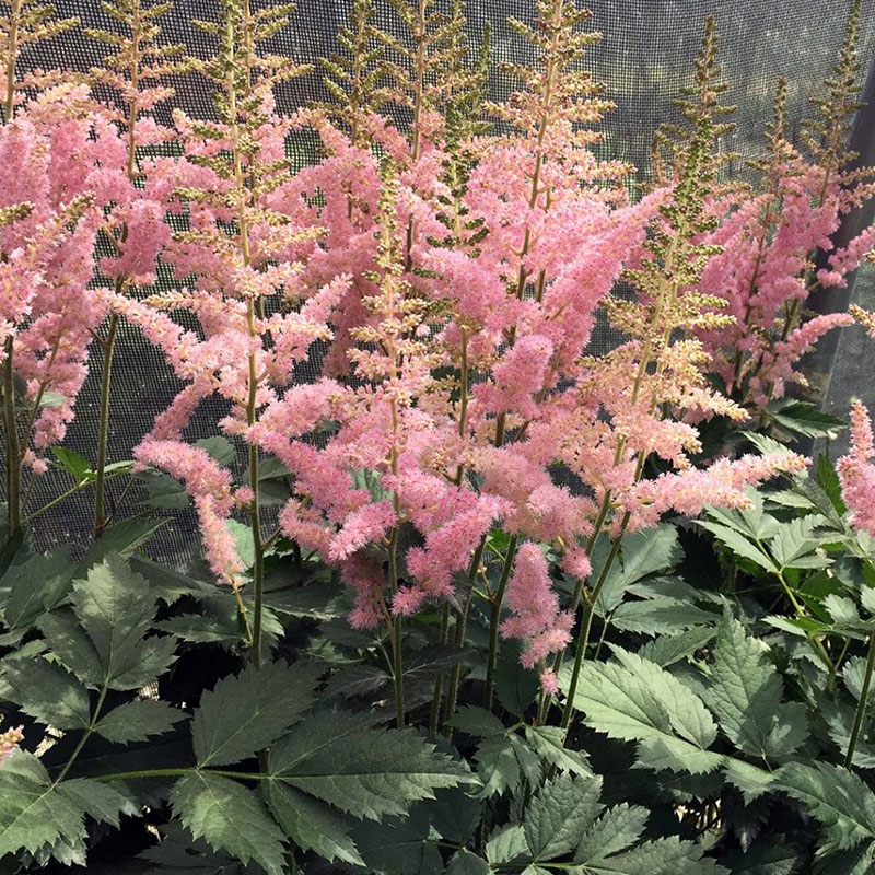 Astilbe - False Spirea