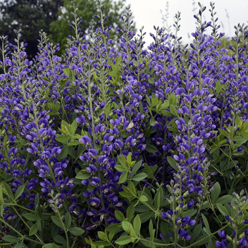 Baptisia - False Indigo