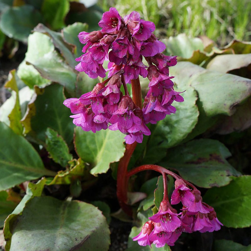 Bergenia - Pigsqueak