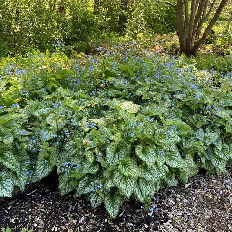 White Wonder Hedera - English Ivy – Magic Valley Gardens