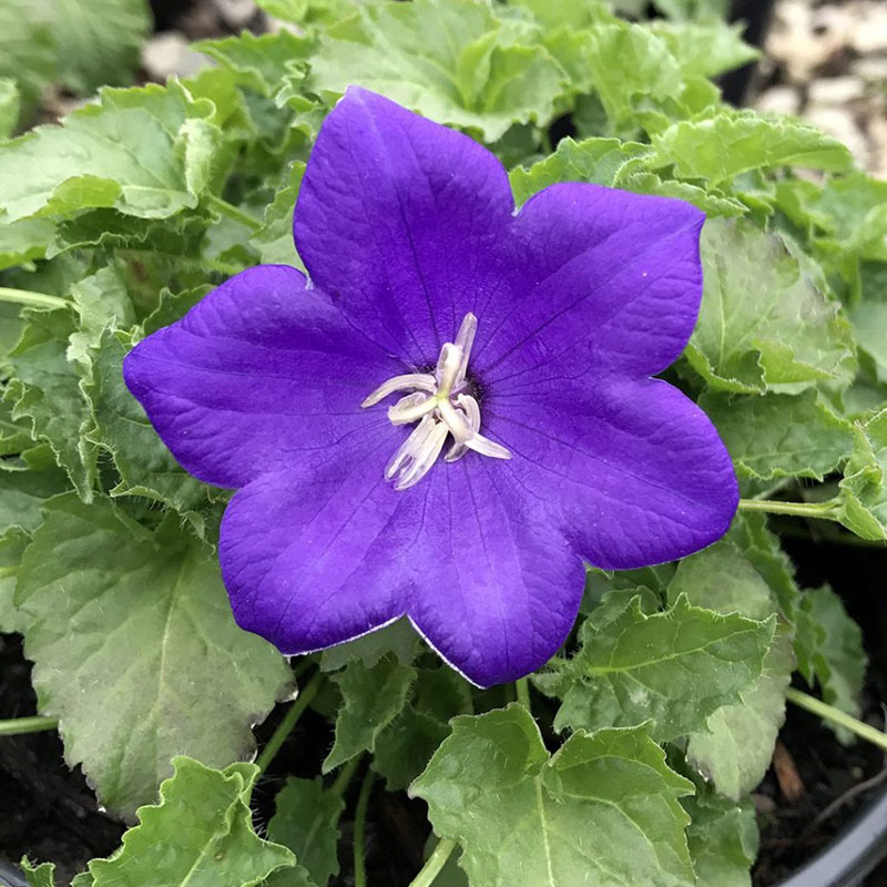 Campanula - Harebell - Bellflowers