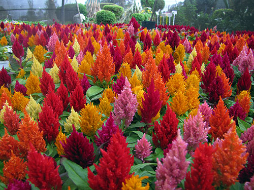 Celosia - Cockscomb