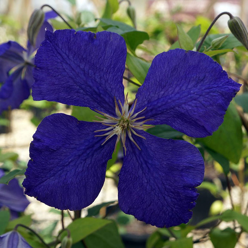 Clematis