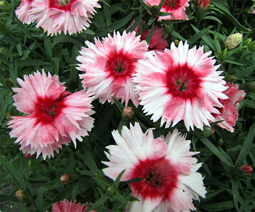 dianthus - sun annual