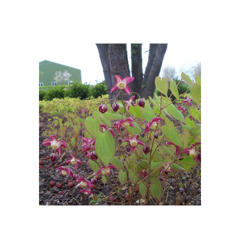 Epimedium - Red Barrenwort