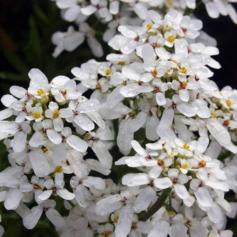 Iberis sempervirens - Candytuft