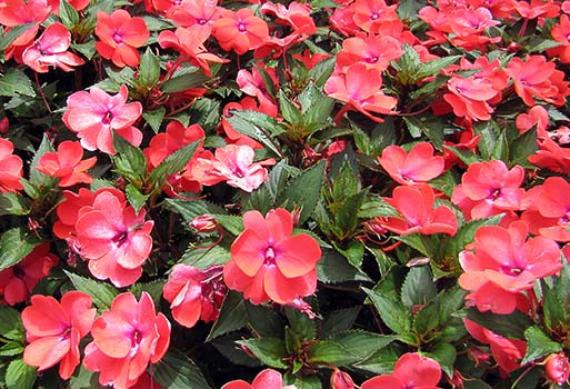 Impatiens - New Guinea Impatiens