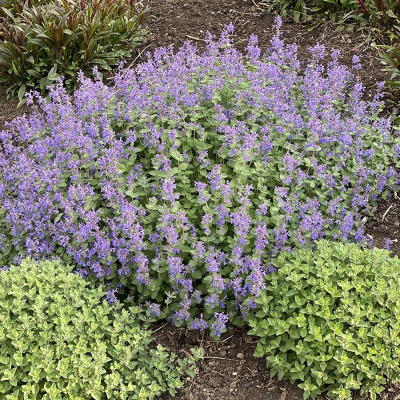 Nepeta Catmint