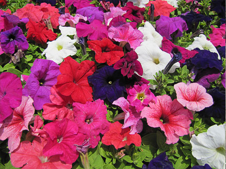 Petunia annuals