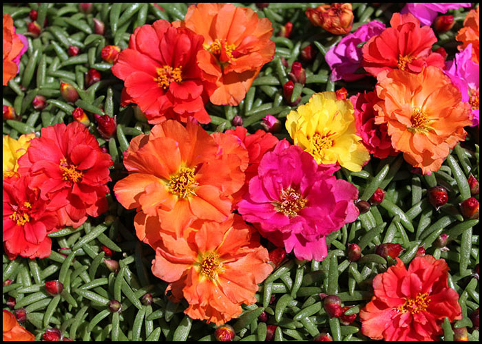 portulaca