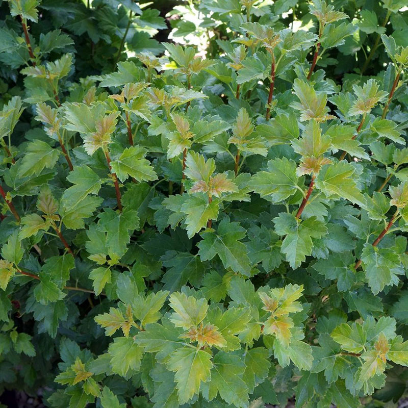 Ribes - Alpine Currant