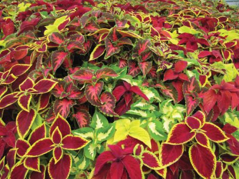 coleus - shade annual