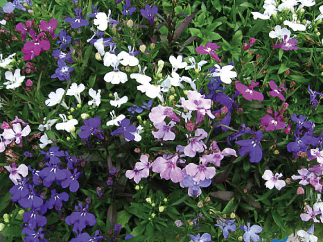 Lobelia annual