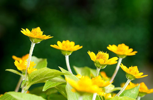 melampodium - butter daisy