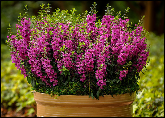 Angelonia - Summer Snapdragon