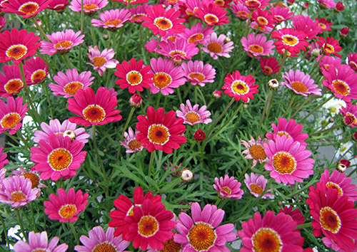 Argyranthemum - Marguerite Daisy