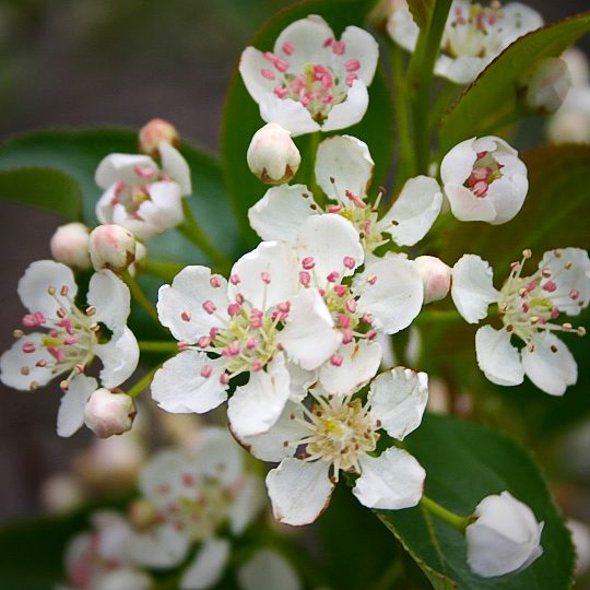 Aronia - Chokeberry