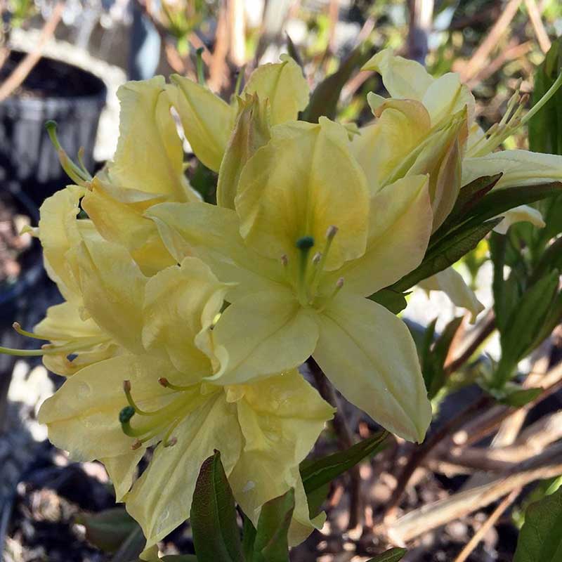 Azalea Rhododendron Lemon Lights