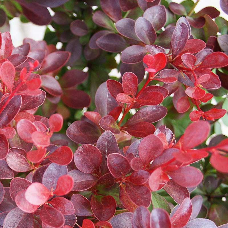 Berberis - Barberry