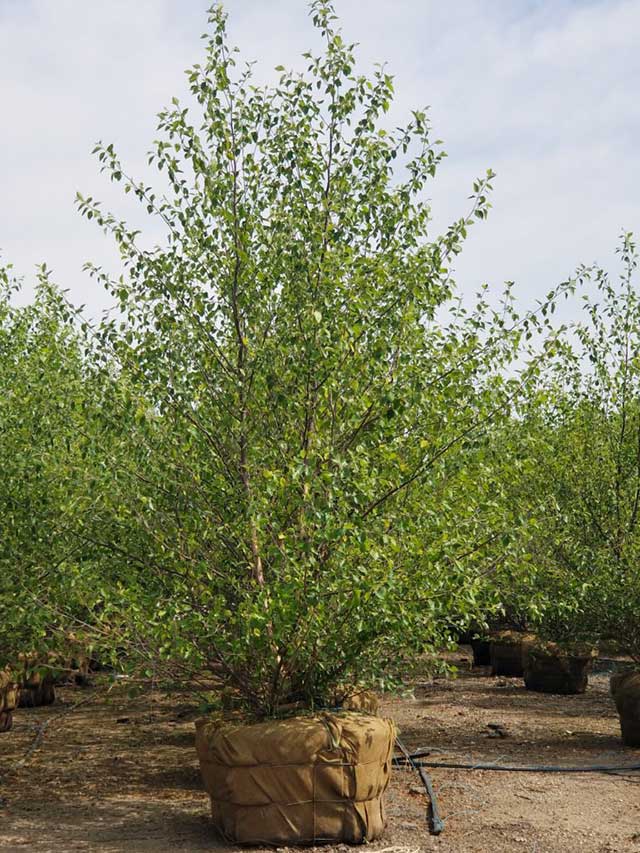 Trees - Betula - River Birch