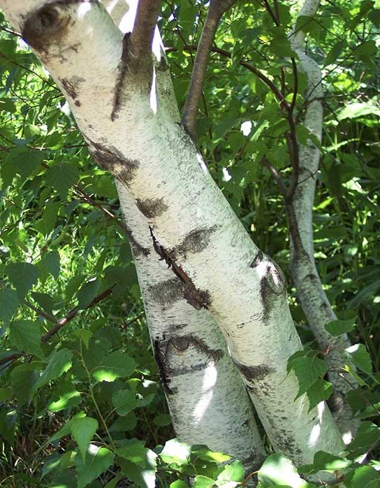 Betula Whitespire Birch - Betula