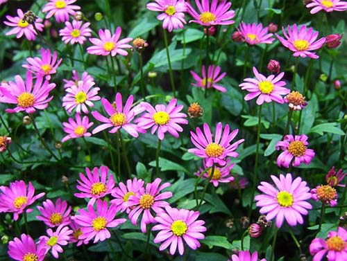 How to Grow and Care for Swan River Daisies