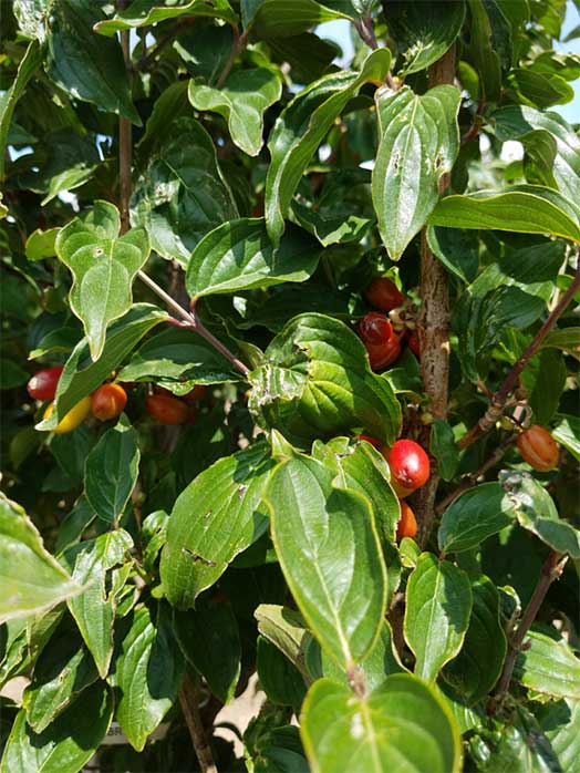 cornus - cornelian cherry dogwood