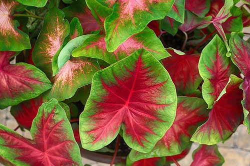 Caladium - Elephant Ears