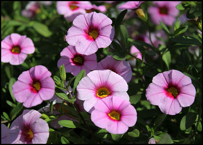 Calibrachoa - Million Bells - Trailing Petunia