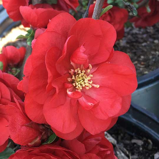 Chaenomeles - Flowering Quince