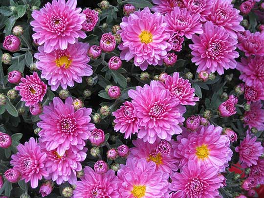 Chrysanthemum