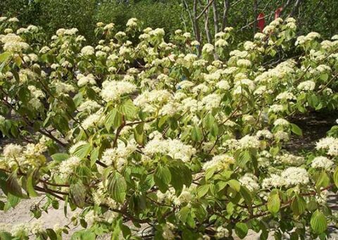 Cornus Pagoda Dogwood - Country Bumpkin Plant Nursery