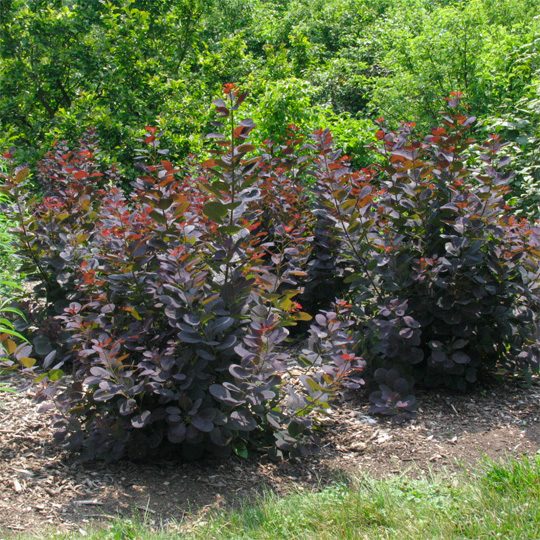 Cotinus - Smokebush