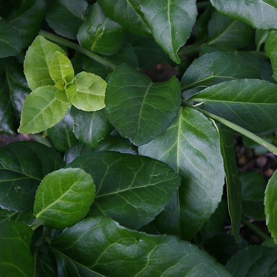 Euonymus fortunei