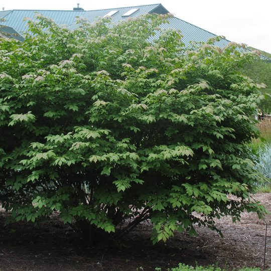 Euonymus alatus - Dwarf Burning Bush