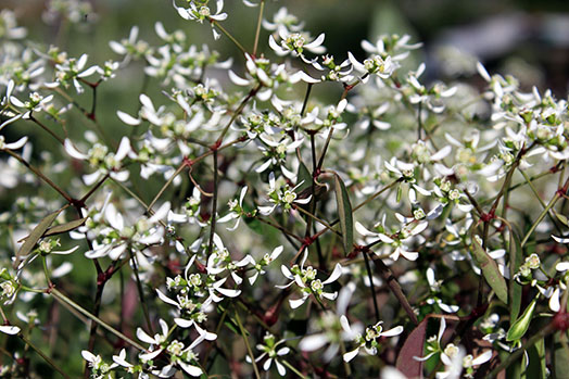 Euphorbia - Baby's Breath