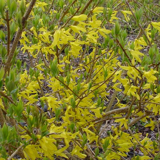 Forsythia