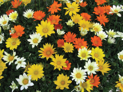 Gazania