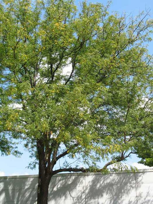 gleditsia - honeylocust