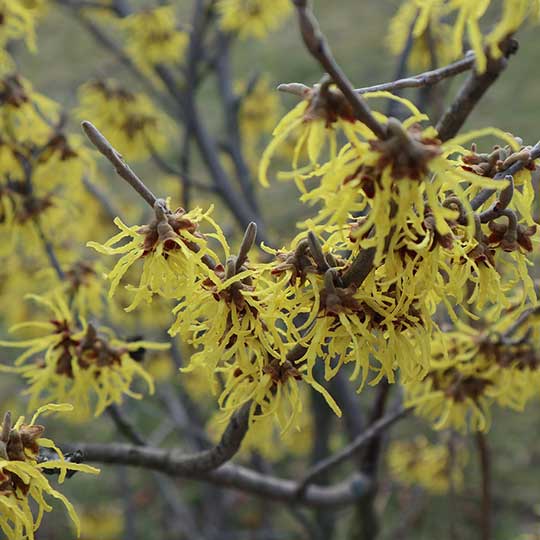 Hamamelis - Witch Hazel