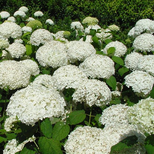 Hydrangea arborescens Annabelle