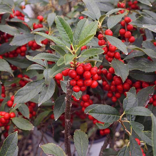 Ilex - Winterberry - Holly